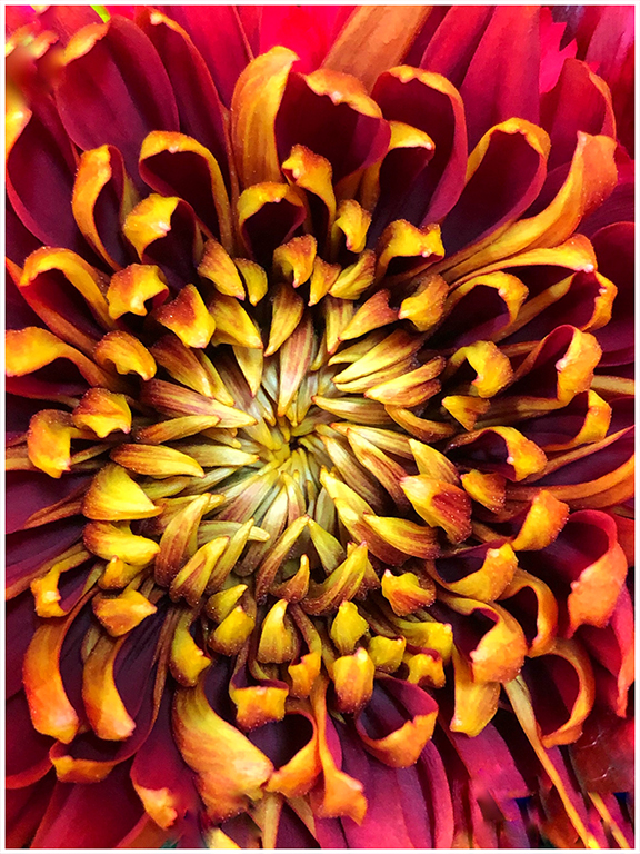 Traditional In Class B By Joy Battista For Red Dahlia NOV-2018.jpg